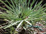 Jeune palmier nain bleu, Chamaerops humilis var cerifera
