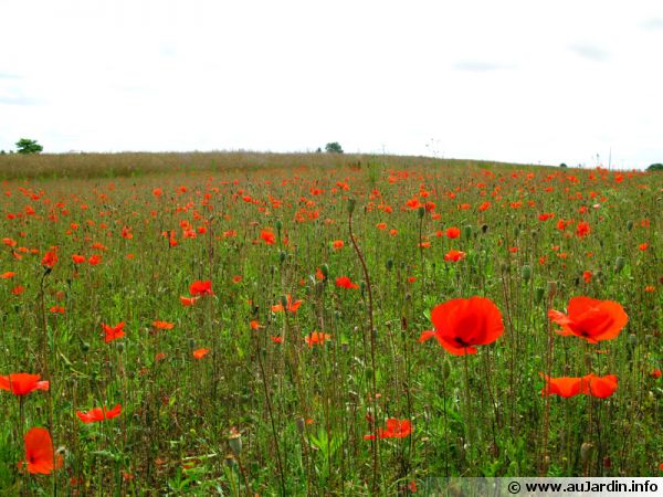 Des coquelicots en bordure de champs, on évite de les faucher avant leur renouvellement