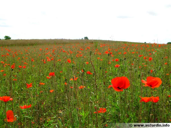 Des coquelicots en bordure de champs, on évite de les faucher avant leur renouvellement