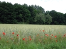 L'agriculture de conservation