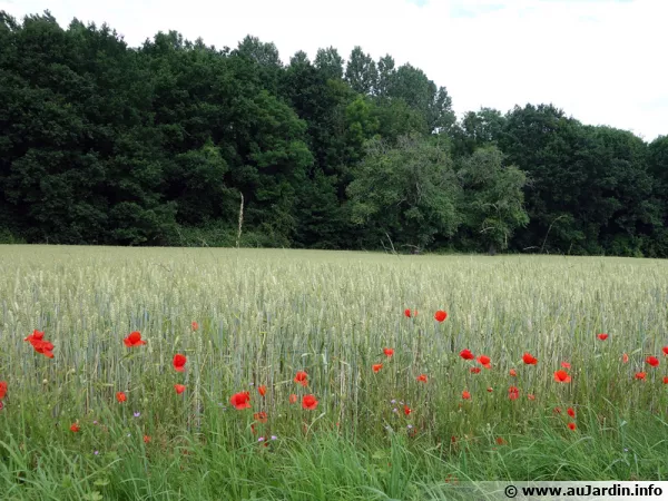Un champ cultivé en lisière de bois avec des fleurs sauvages à proximité