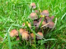 G�n�ralit�s sur les champignons