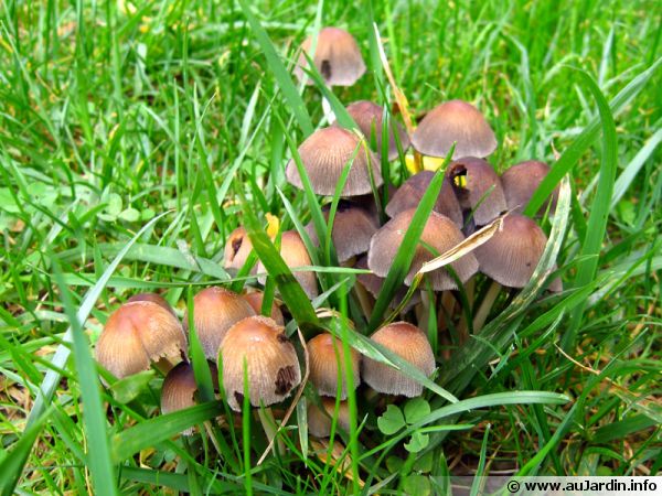 Quelques champignons dans la pelouse