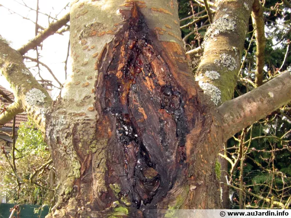 Le chancre bactrien des arbres fruitiers, comprendre et prvenir cette maladie destructrice