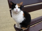 Acheter un chat