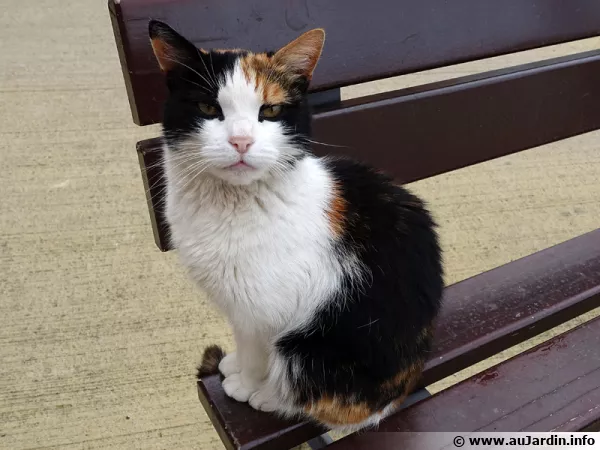 Un chat tranquille sur son banc