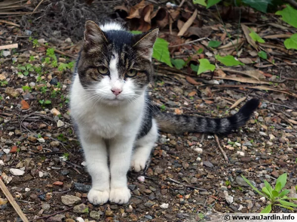 Un chat arrivé par hasard