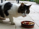 L'alimentation du chat