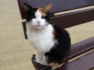 La mue des poils chez le chat