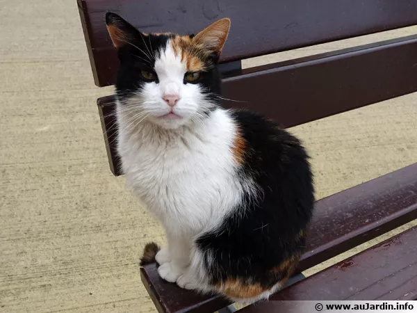 Un chat de gouttière se contente d'un brossage régulier
