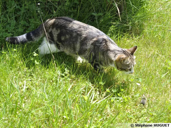 Le chat de goutti re