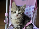 Animaux domestiques