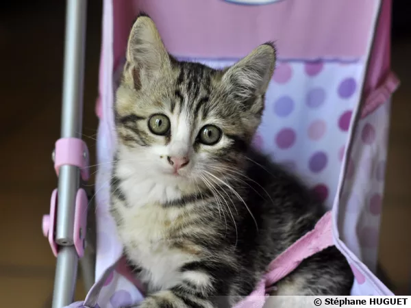 Animaux domestiques