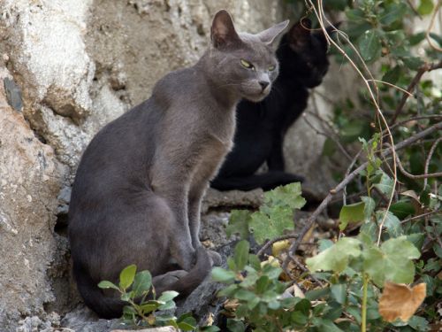 Choisir Un Chat
