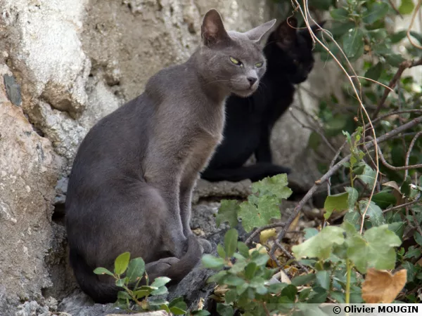 Des chats en observation