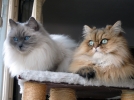 Soigner son chat