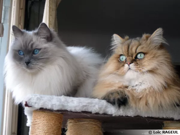 Deux chats paisibles et en bonne sant  la maison
