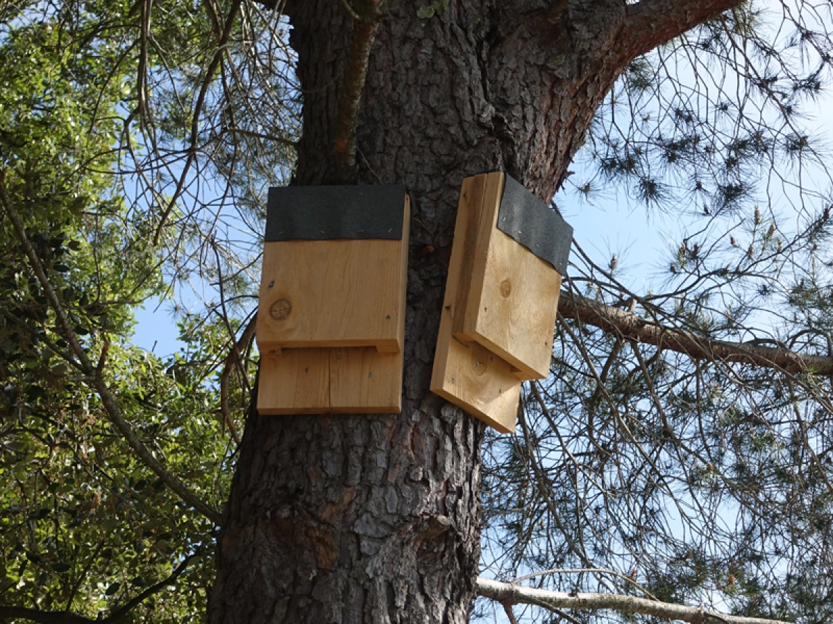 Maison Pour Chauves-souris | Double Chambre, Bois Composite Résistant | Installation Facile Murale Ou Sur Arbre | Abri écologique Pour Jardin