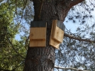 Aidez les chauves-souris en leur proposant un abri