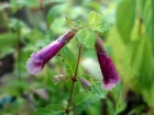 Chlone asiatique, Chelonopsis yagiharana