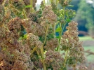 Le quinoa, comme une crale...