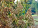 Le quinoa, comme une c�r�ale...
