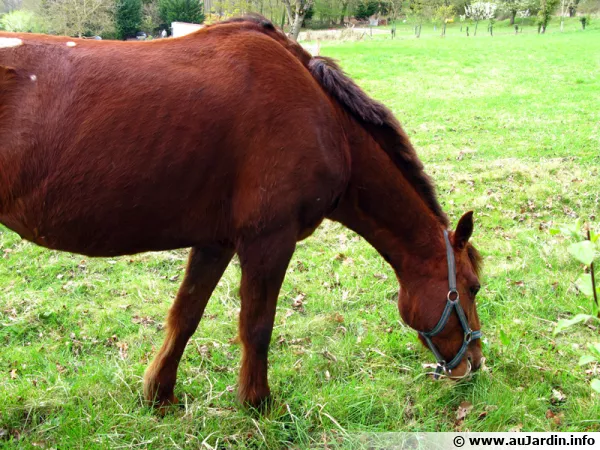Le fumier de gros mammifères comme le cheval est riche en matières organiques