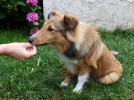 Quand et quelles friandises pour votre chien?