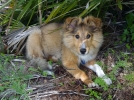 Sortir son chien