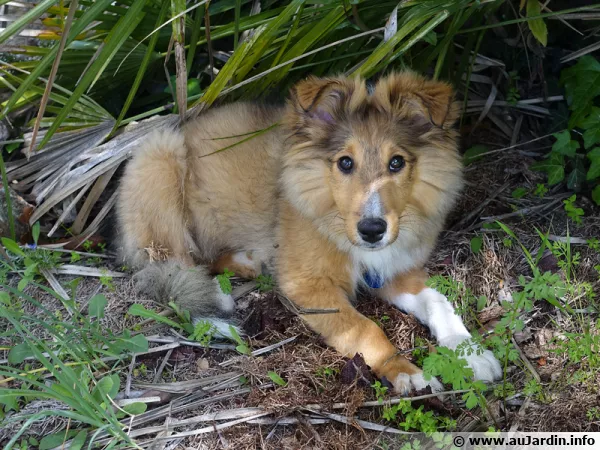 Ce chien profite des moments ou il peut se dpenser en extrieur