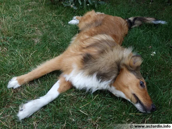 Le chien en se roulant dans l'herbe peut attraper puces et tiques...