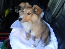 Voyager en voiture avec son chien