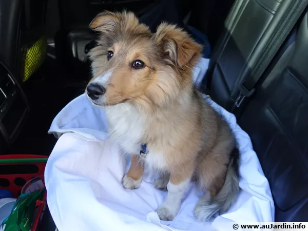Moustic, un berger des Shetland prt pour le dpart avec sa ceinture de scurit