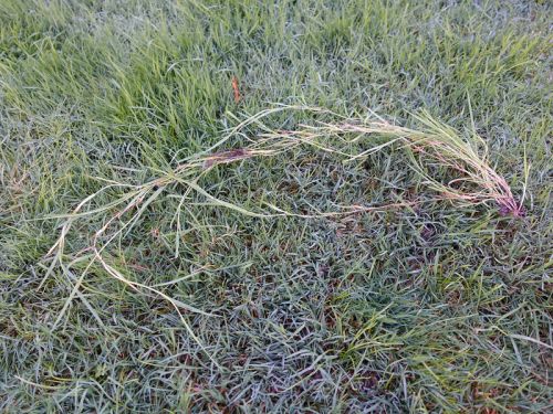 Geotextile : Se débarrasser des mauvaises herbes !