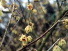Chimonanthe, Chimonanthus praecox