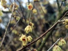 Chimonanthe pr�coce (Chimonanthus praecox) : un arbuste qui fleurit et embaume tout l'hiver