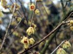 Chimonanthe, Chimonanthus praecox Chimonanthe, Chimonanthus praecox