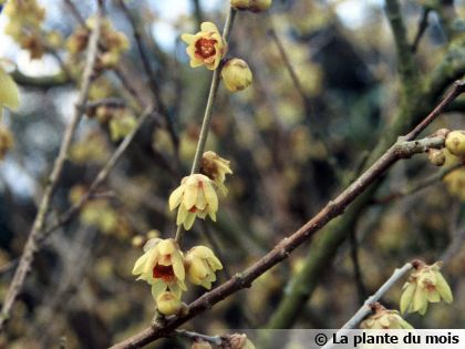 Chimonanthe pr�coce (Chimonanthus praecox) : un arbuste qui fleurit et embaume tout l'hiver