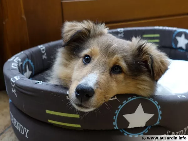 Un chiot de 4 mois a besoin d'apprentissage pour devenir un chien adulte