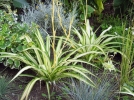 10 plantes dpolluantes et leurs vertus