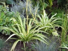 Plante araigne, Phalangre, Chlorophytum comosum
