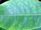 La chlorose