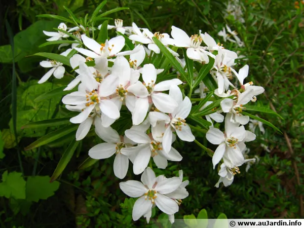 Fleurs de l'oranger du Mexique
