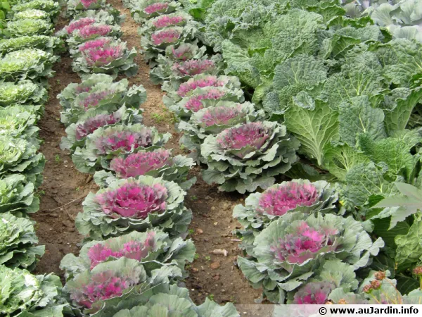 Des choux au potager