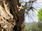Cigale, Cicada orni