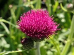 Cirse des ruisseaux pourpre, Cirsium rivulare 'Atropurpureum'