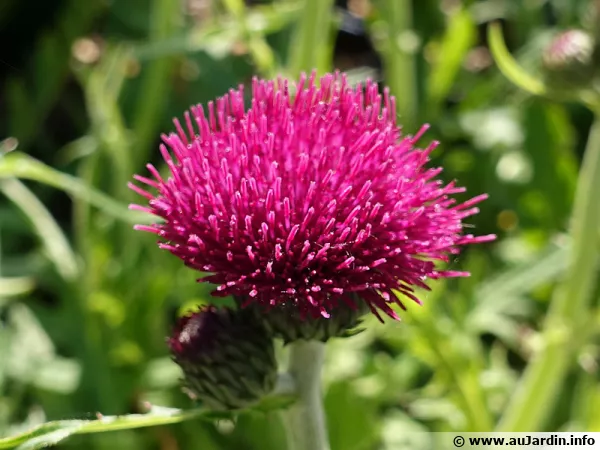 Cirse des ruisseaux pourpre, Cirsium rivulare 'Atropurpureum'