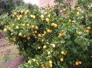 Comment rcolter les citrons?