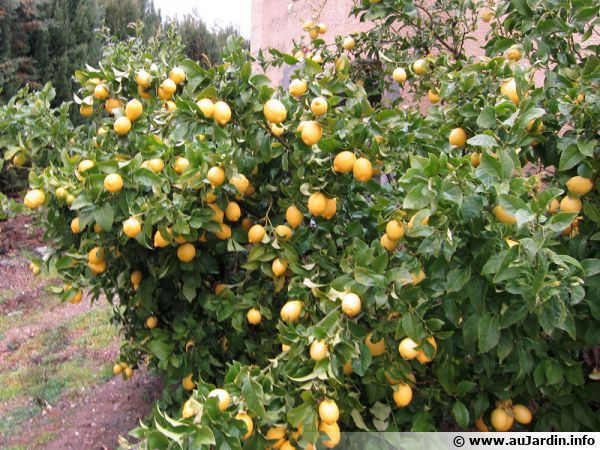 Un citronnier et ses nombreux citrons gorgés de vitamines au coin de la maison