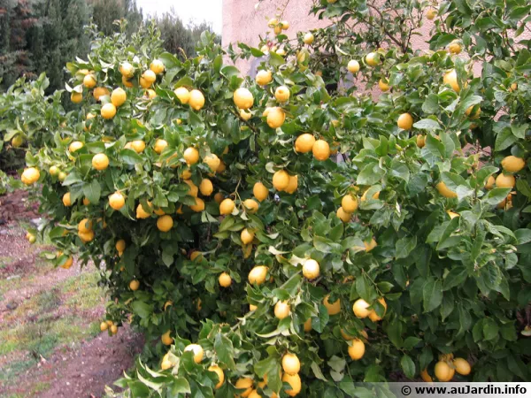Un citronnier et ses nombreux citrons gorgés de vitamines au coin de la maison